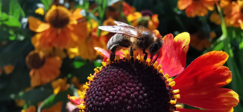 Not Only Can Honeybees Count, They Can Also Do Math